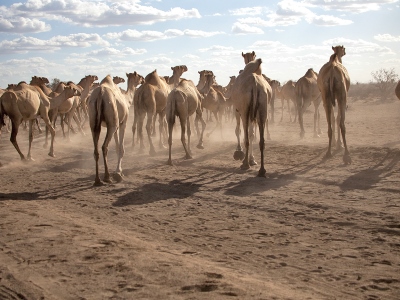 Cattles grazing in Daadab